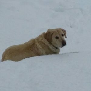 Meet your Posher, Carrie