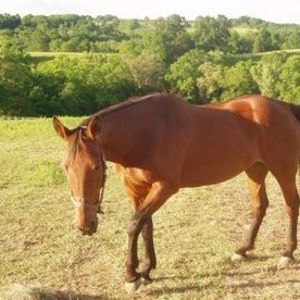 Meet your Posher, Tracey