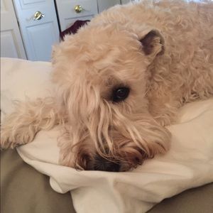 Meet your Posher, Jane