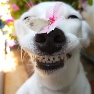 Meet your Posher, Neilie