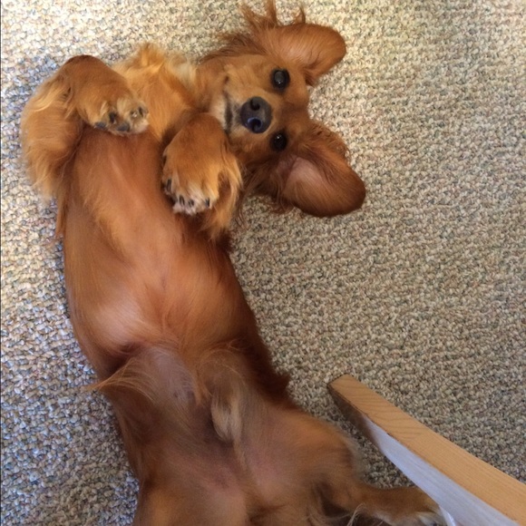 Meet your Posher, Alyssa - Picture 4 of 6