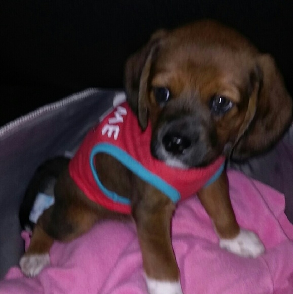 Meet your Posher, Angelica - Picture 1 of 1
