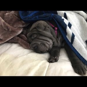 Meet your Posher, Liberty