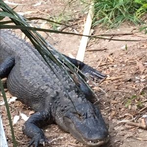 Meet your Posher, Desmond