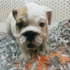 Meet your Posher, Esmeralda