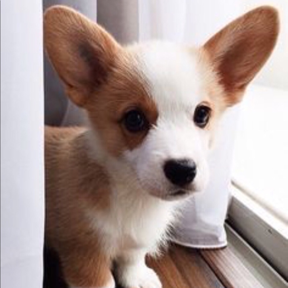 Meet your Posher, Toby