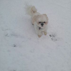 Meet your Posher, Dawn