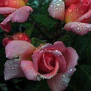 Meet your Posher, Brenda