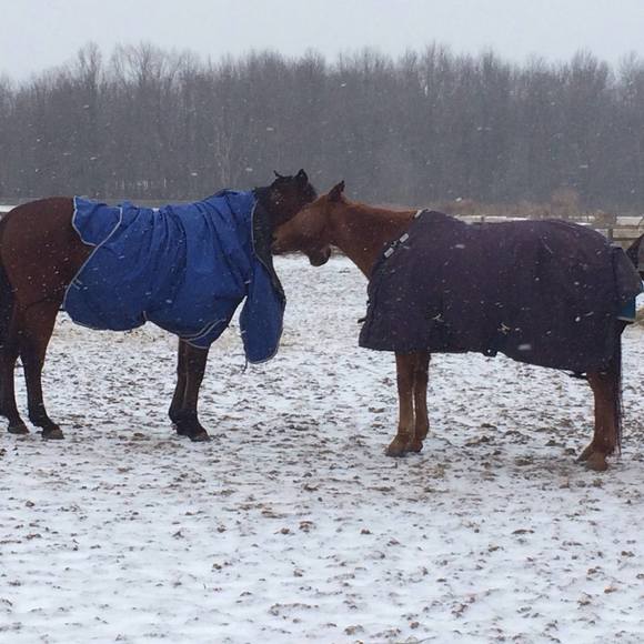 Meet your Posher, Dawn