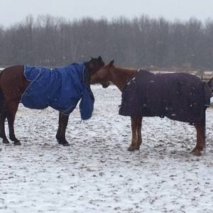 Meet your Posher, Dawn