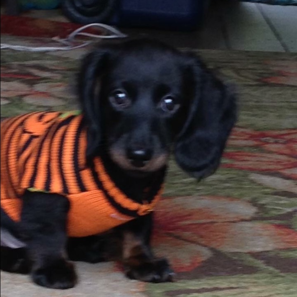 Meet your Posher, Rita