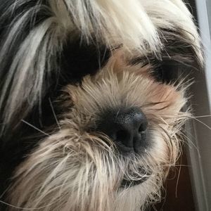 Meet your Posher, Shellie