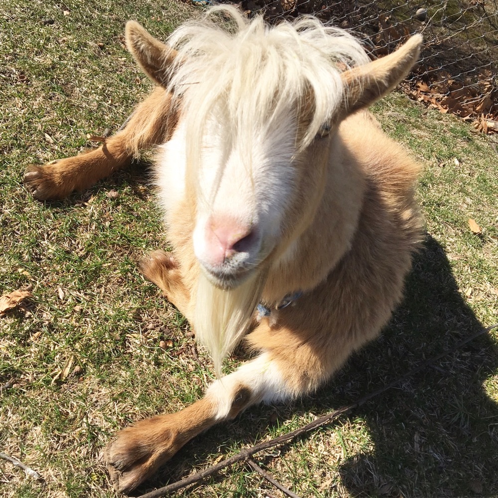 Meet your Posher, Isabella