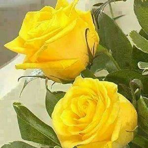 Meet your Posher, Karen