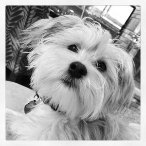 Meet your Posher, Alison