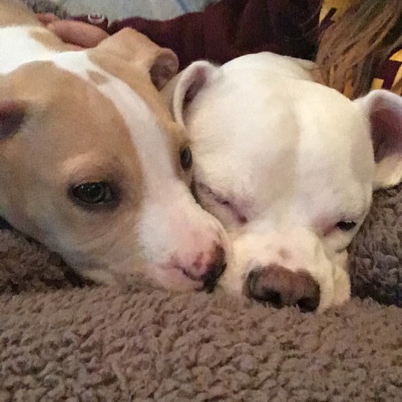 Meet your Posher, Amber - Picture 3 of 3