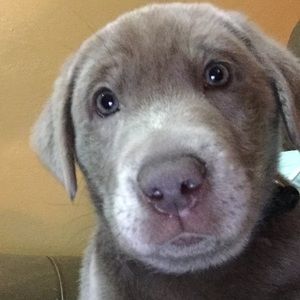 Meet your Posher, Morgan