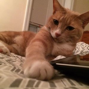 Meet your Posher, Natalie