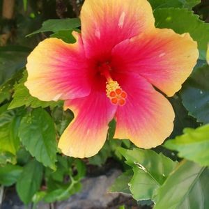 Meet your Posher, Daphne