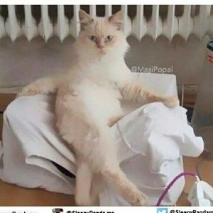 Meet your Posher, Hau