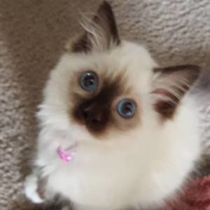 Meet your Posher, Amy