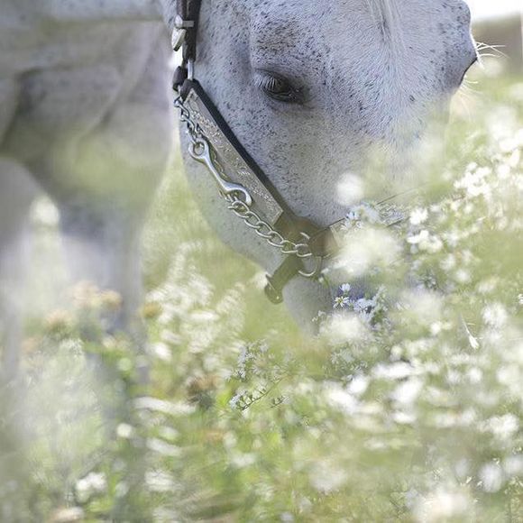 Meet your Posher, Mackenzie - Picture 1 of 1