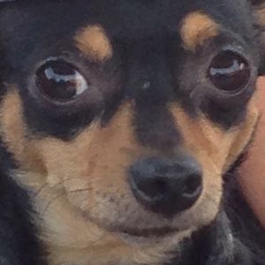 Meet your Posher, George