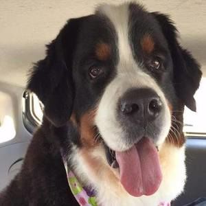 Meet your Posher, Sue