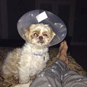 Meet your Posher, Kitty