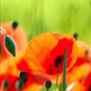 Meet your Posher, Jeri