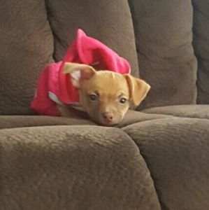 Meet your Posher, Ana