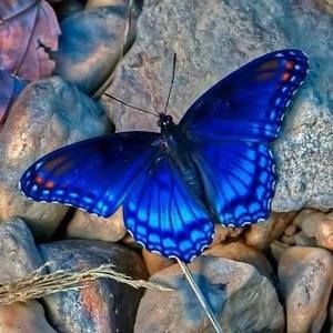 Meet your Posher, Sharon