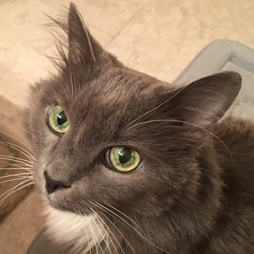 😻♥️ RIP our BELOVED SIMBA ♥️😻