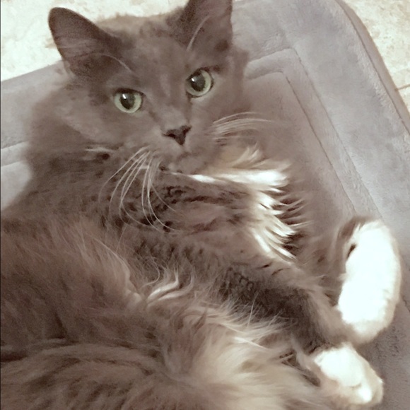 😻♥️ RIP our BELOVED SIMBA ♥️😻 - Picture 2 of 7