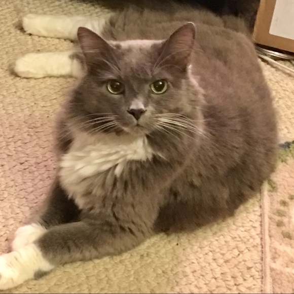 😻♥️ RIP our BELOVED SIMBA ♥️😻 - Picture 3 of 7