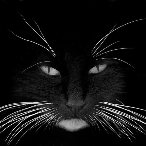 Meet your Posher, Cat