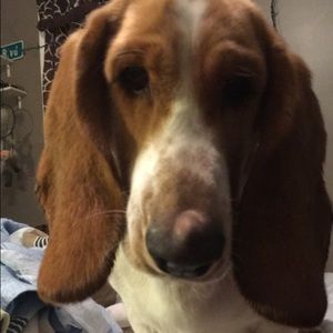 Meet your Posher, Sierra