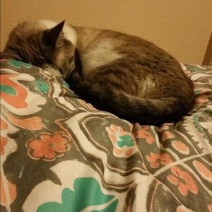 Meet your Posher, Rakhshanda