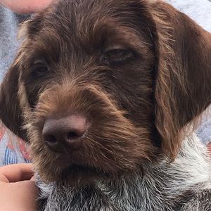 Meet your Posher, Karri