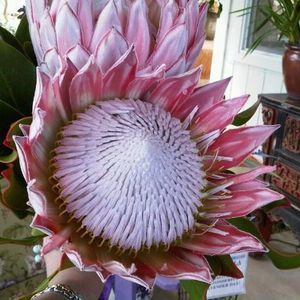 Meet your Posher, Annabel