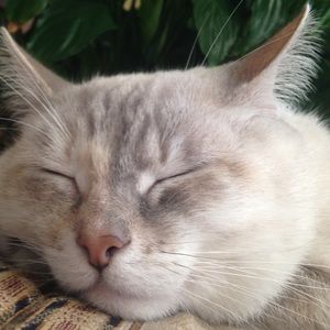 Meet your Posher, Heidi