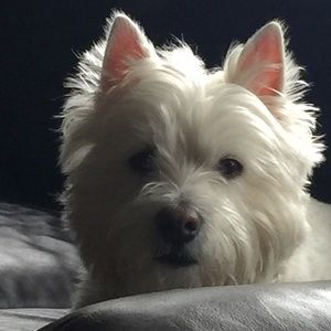 Meet your Posher, Molly