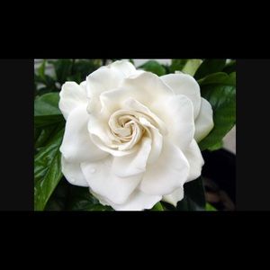 Meet your Posher, Ana