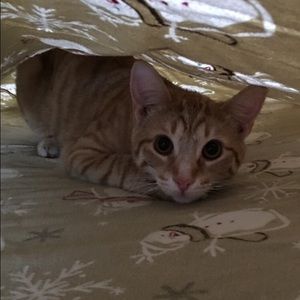 Meet your Posher, Mackenzie