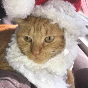 Meet your Posher, Robin