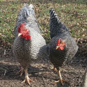 Meet your Posher, Renee