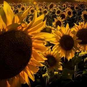 Meet your Posher, Jayde