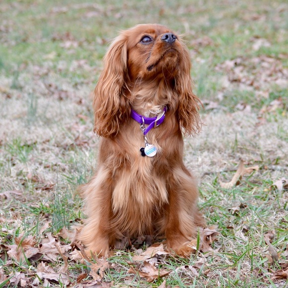 Meet your Posher, Addie - Picture 1 of 1