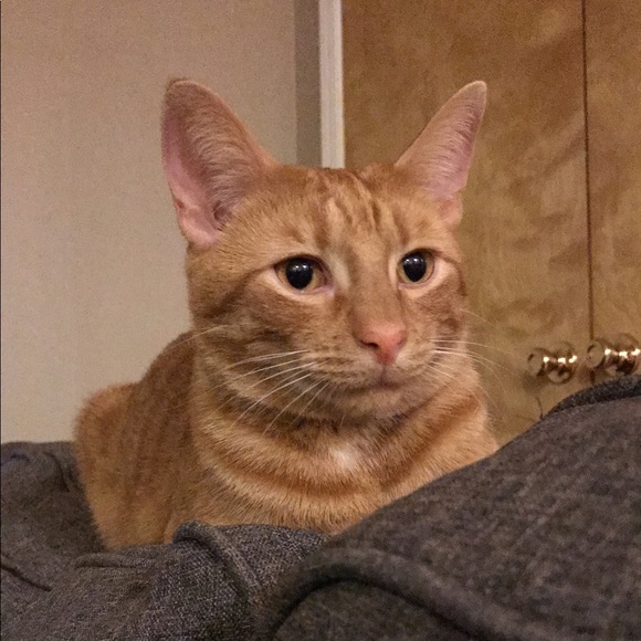 Meet your Posher, Shannon - Picture 7 of 8