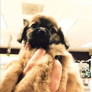 Meet your Posher, Jessica